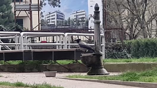 Area Cani Monza - A.Vacca