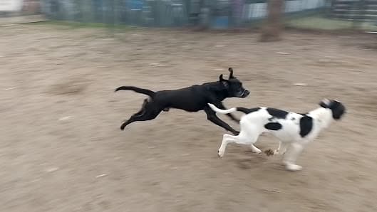 Area Cani via Revello