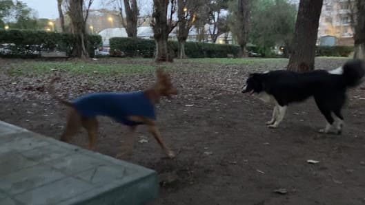 Area Cani