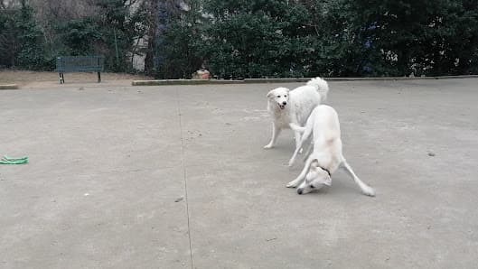 Area Per Cani Liberi