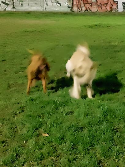 Area cani - Bompiani