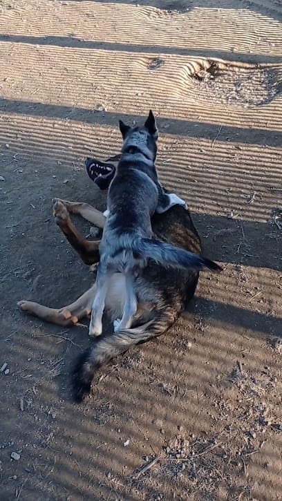 Area cani - via Richelmy