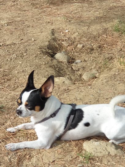 Area cani Laika cosmonauta