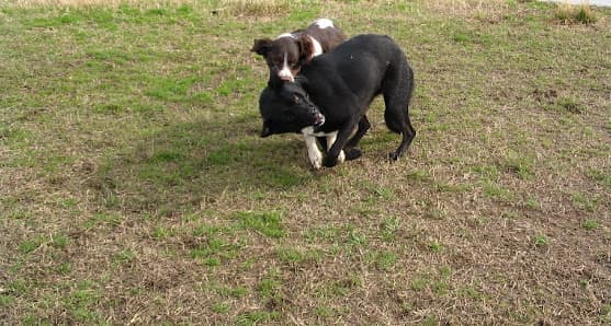 Area cani Parco Mennea