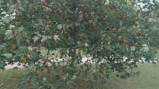 Parco 8 Ottobre 2001