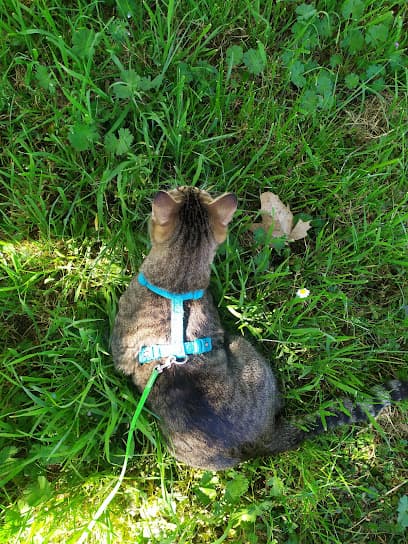 Parco Area recintata Sgambo Cani Corcagnano