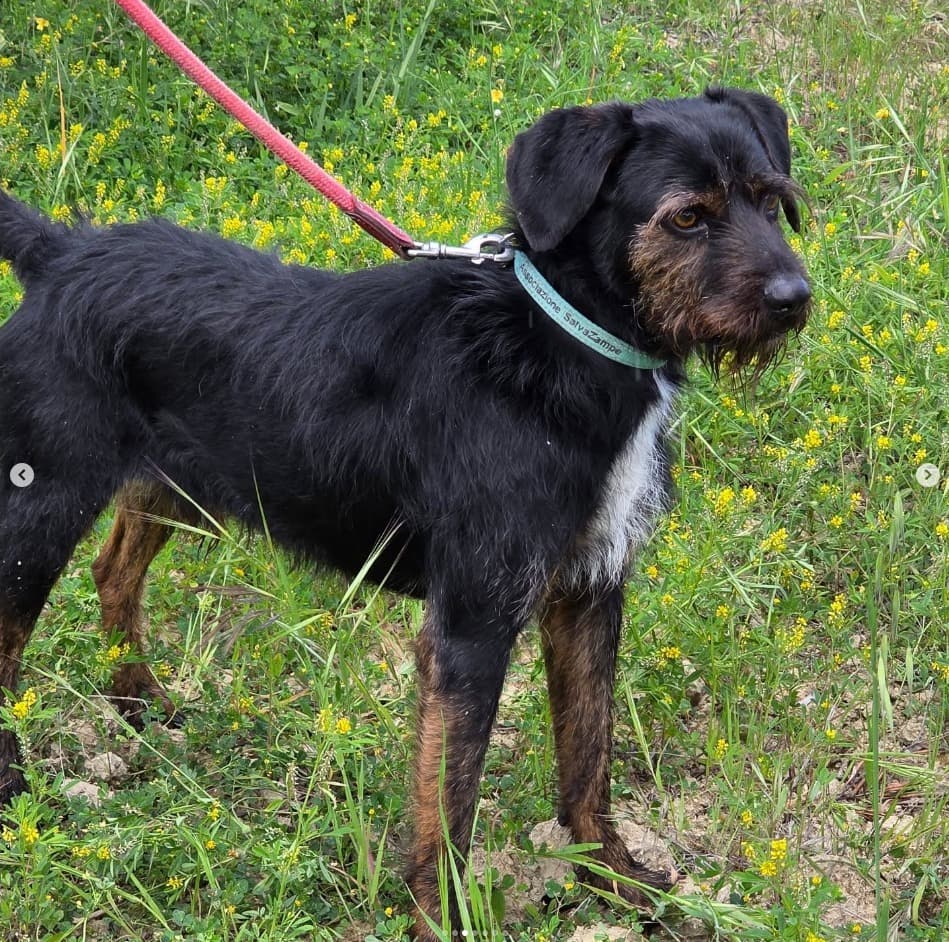 area cani torino