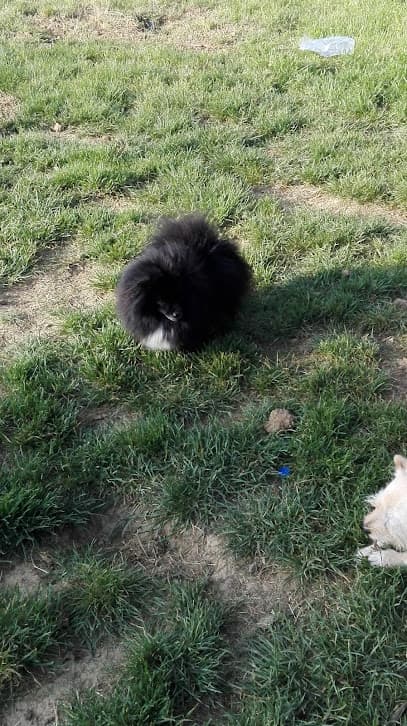 Area Recintata per Cani