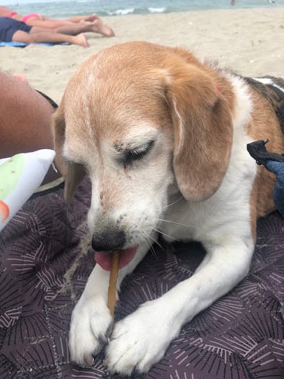 Hondenstrand, spiaggia libera per cani