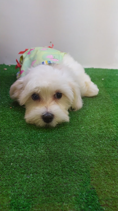 4 Zampe Di Paolini Gionata