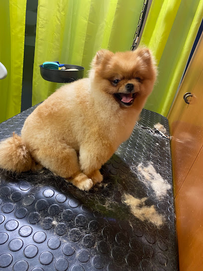 A 4 zampe di Marco & Simona - Toelettatura