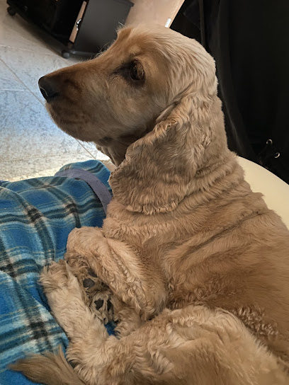 Amici per la zampa - Toelettatura