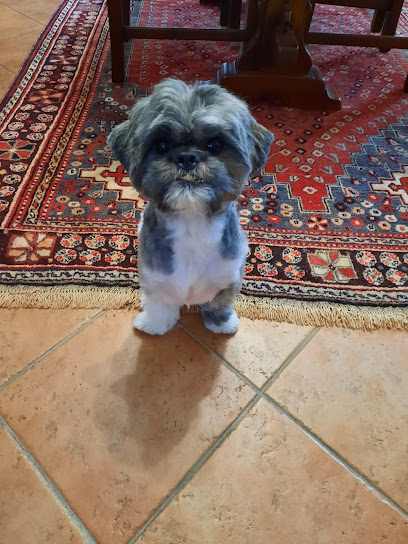 Animal Center Toelettatura