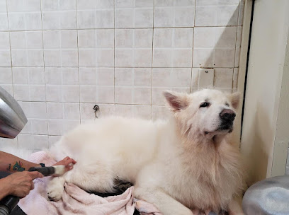 Animalandia di Adele Cucinotta