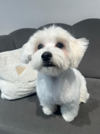 Animalitos Toelettatura