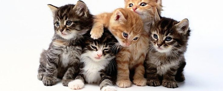 Animals Friends Di Maramai Daniele