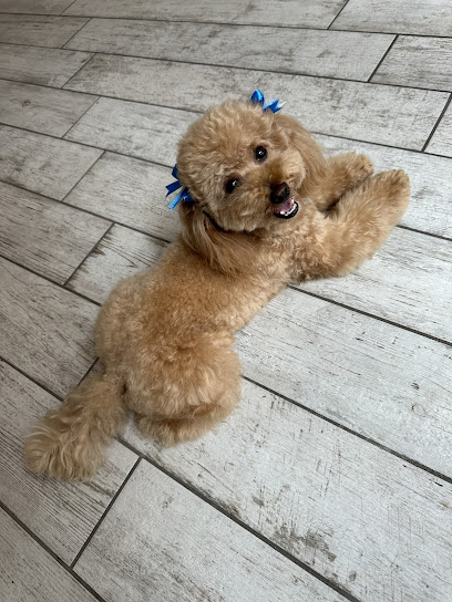 Animals' House Centro Benessere Cane