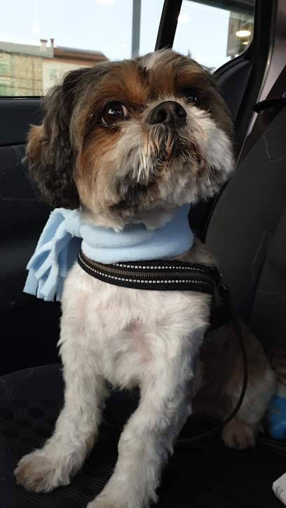 Arcobaleno - Toelettatura a Vicenza per Cani e Gatti