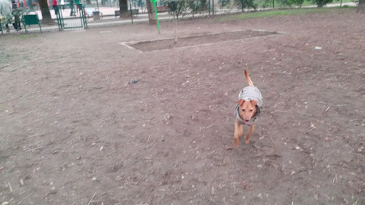 Area Cani - Aspromonte