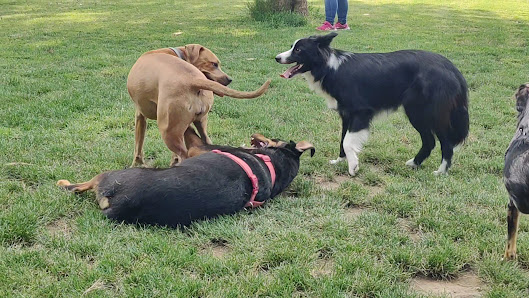 Area Cani - Borgo Santa Croce