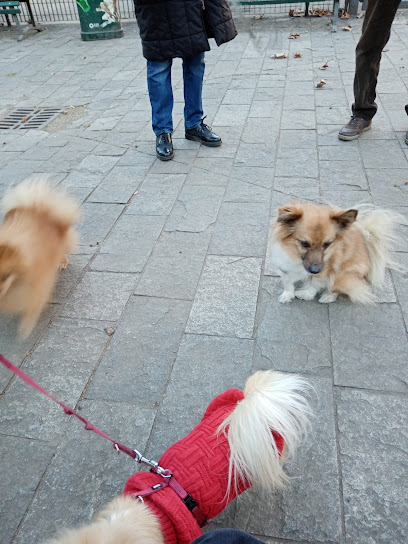 Area Cani - Morgagni