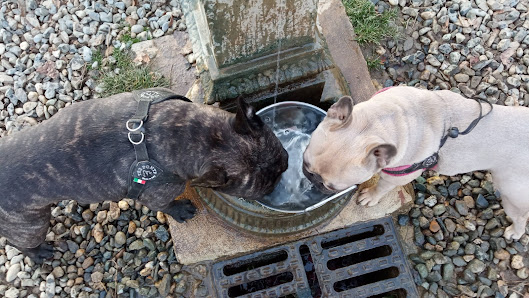 Area Cani - Parco Ruffini