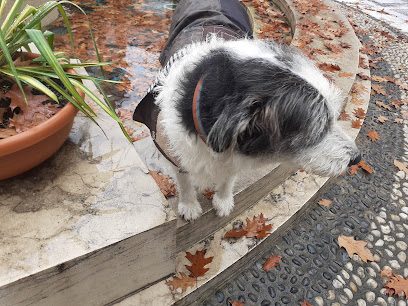 Area Cani Viale Buonarroti