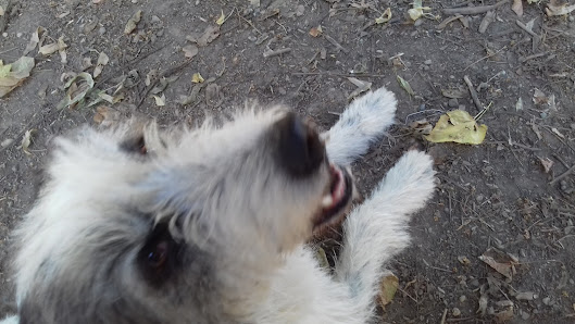 Area Cani Viale Volta 2