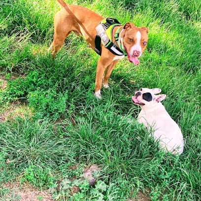 Area Cani Viale Volta