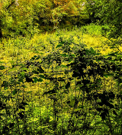 Area Cani di Via Del Caravaggio