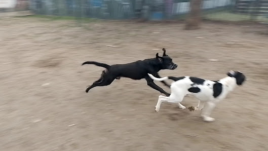 Area Cani via Revello