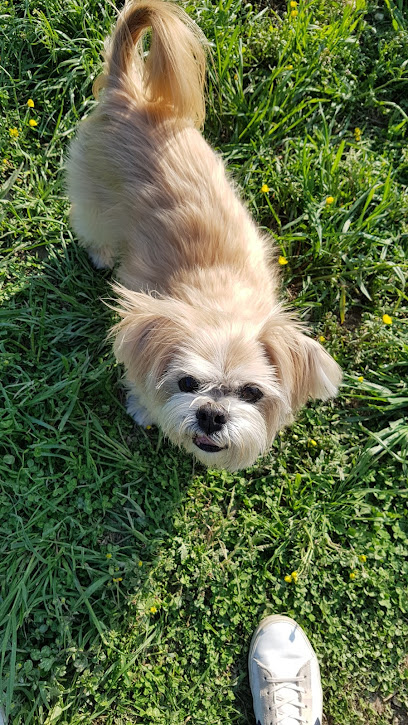 Area Cani via Rovigo