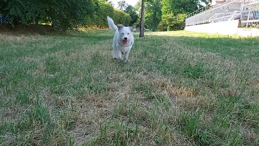 Area Comunale per Cani