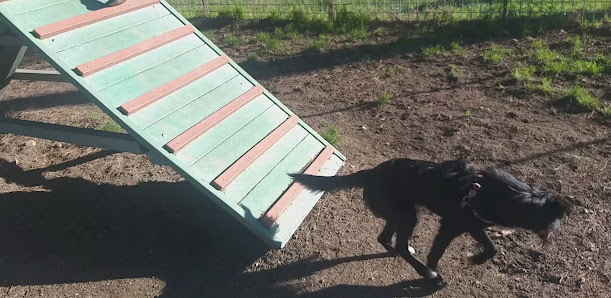 Area Sgambamento Cani