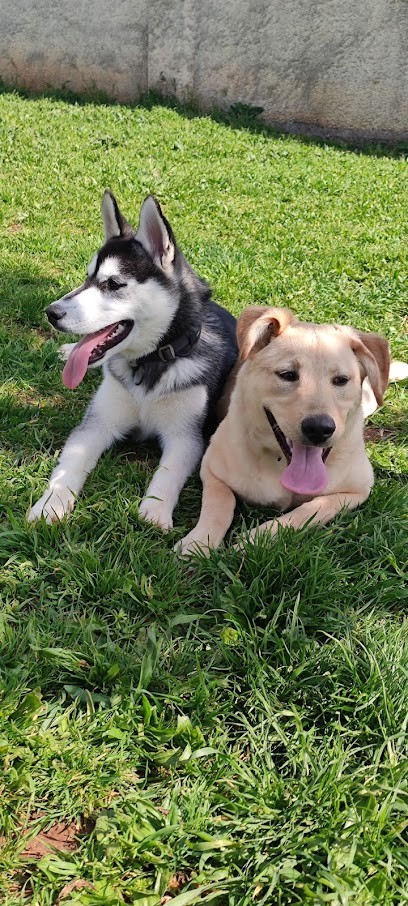 Area Sgambamento Cani