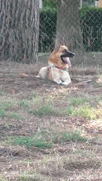 Area Sgambatura Cani