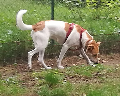 Area Verde per Cani di Rebocco