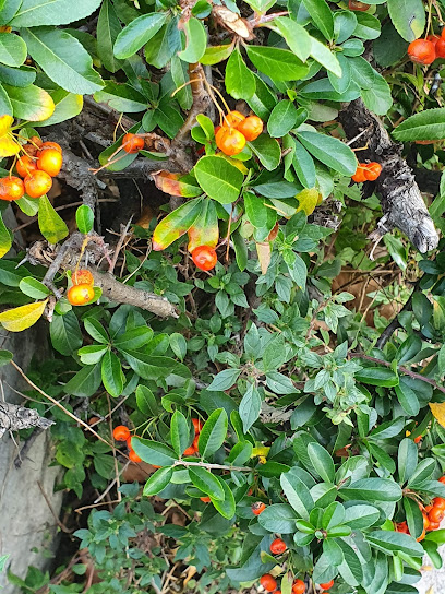 Area cani - Casanova