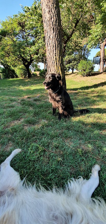 Area cani Corso Francia