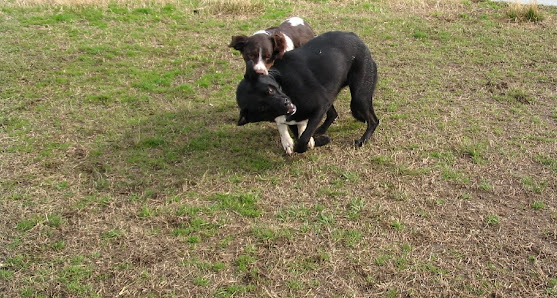 Area cani Parco Mennea