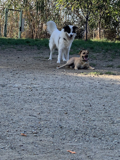 Area canina, vetta di pegli