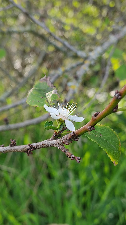 Area corsa libera per cani Parco Louis Braille via Agucchi (BO)