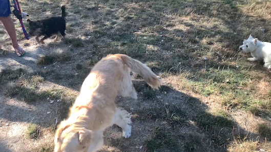 Area di sgambamento per cani