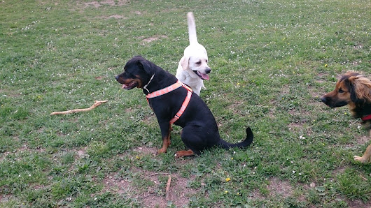 Area sgambamento cani - Fonderia