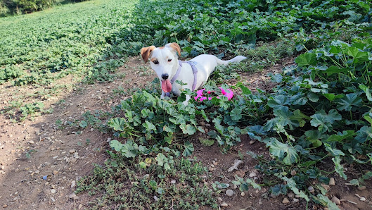Area sgambamento cani Martinpescatore