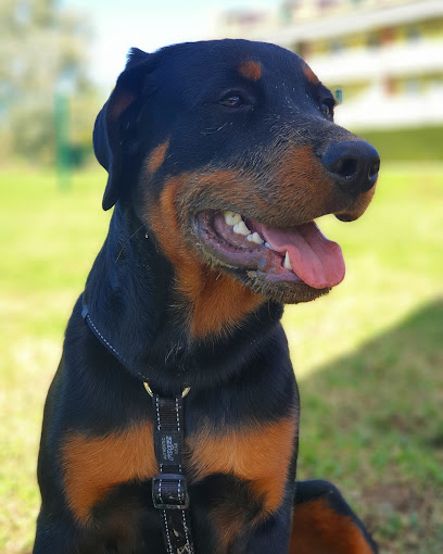 Area sgambamento cani