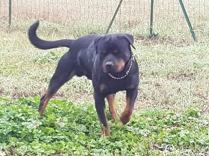 Area sgambamento cani