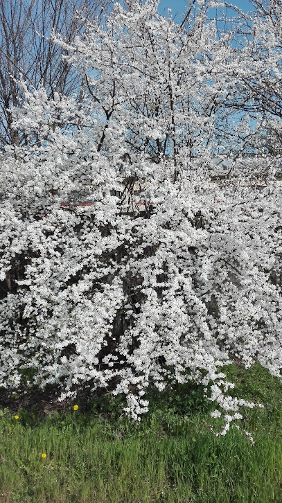 Area sgambamento cani