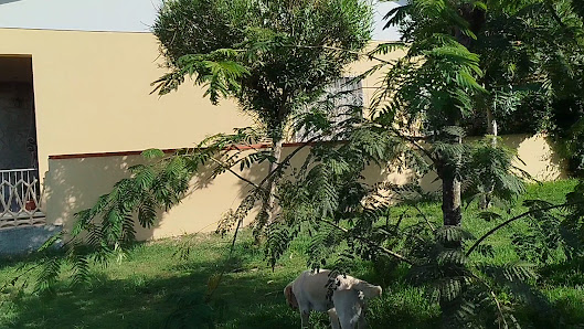 Area sgambatura cani