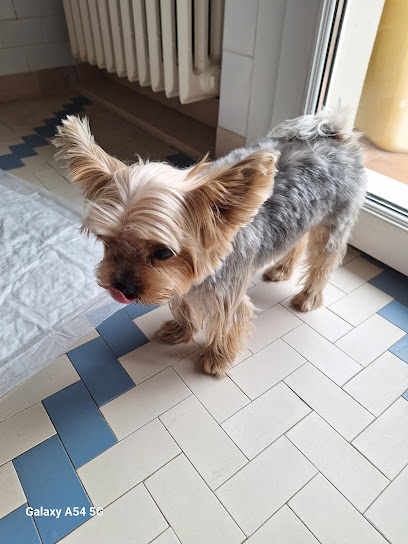 BEAUTIFUL PET - Sala Toelettatura & SPA